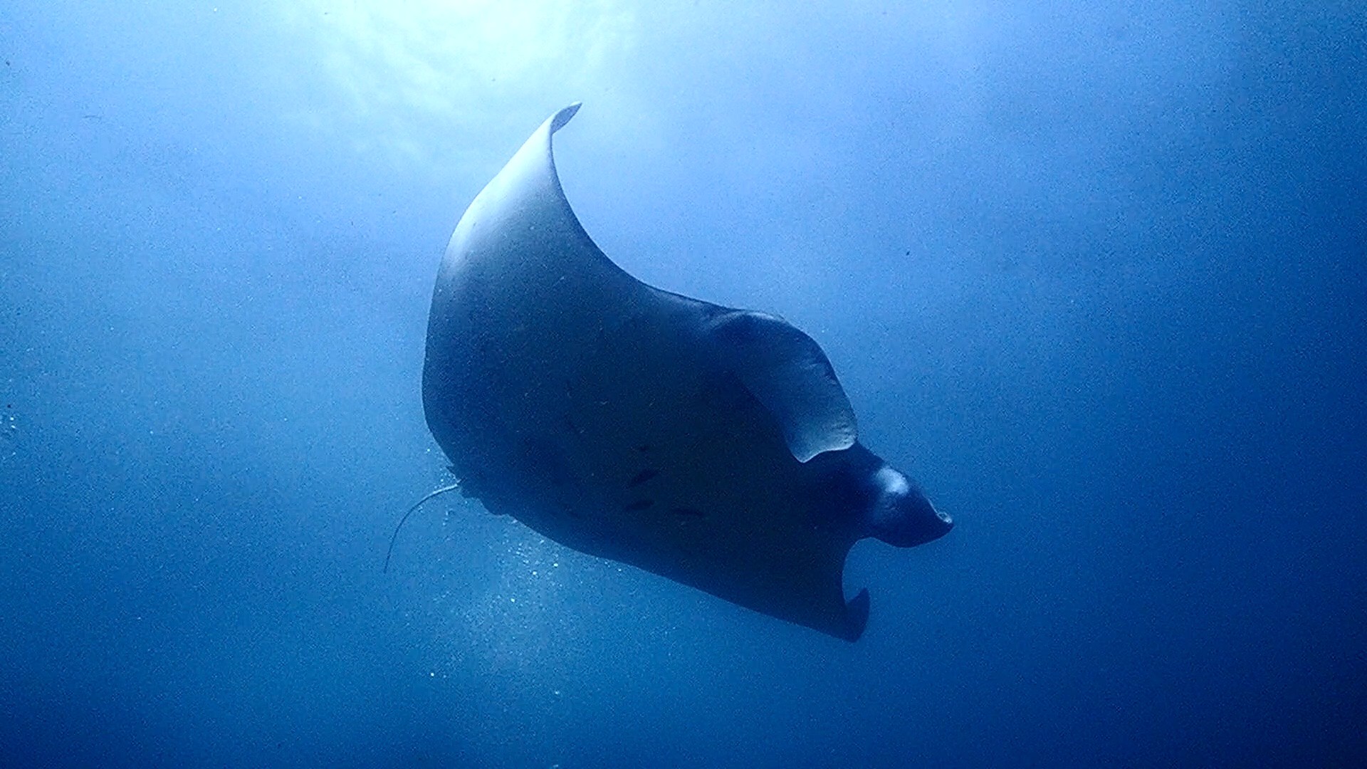 Wild Scuba Indonesia